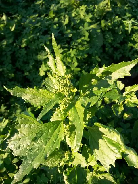 Chenopodiastrum (=Chenopodium) murale / Farinello murale